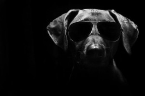 cool-dog